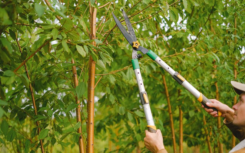 Tree trimming in Yorba Linda, CA